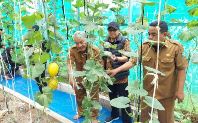Agricam Papayan Sukses Panen Melon Berkualitas dari Greenhouse Agrifarm