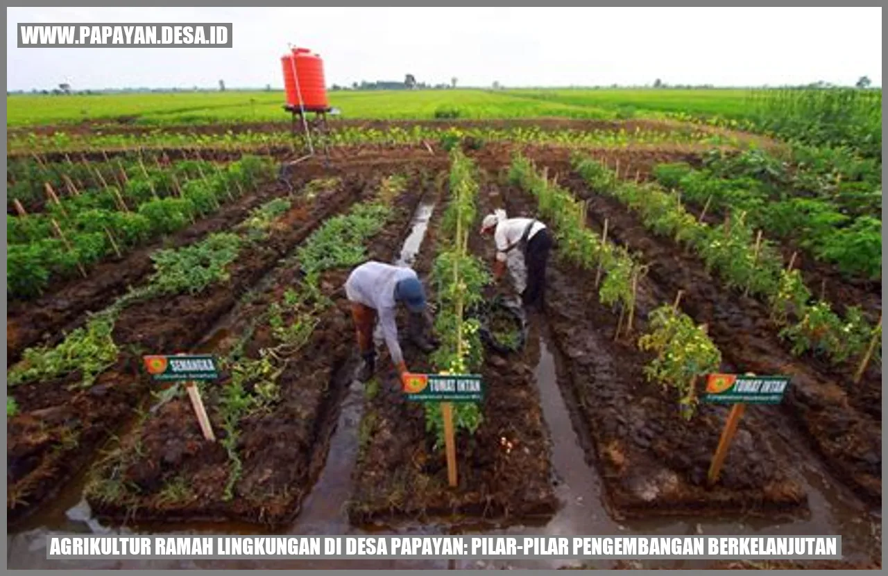 Agrikultur Ramah Lingkungan di Desa Papayan