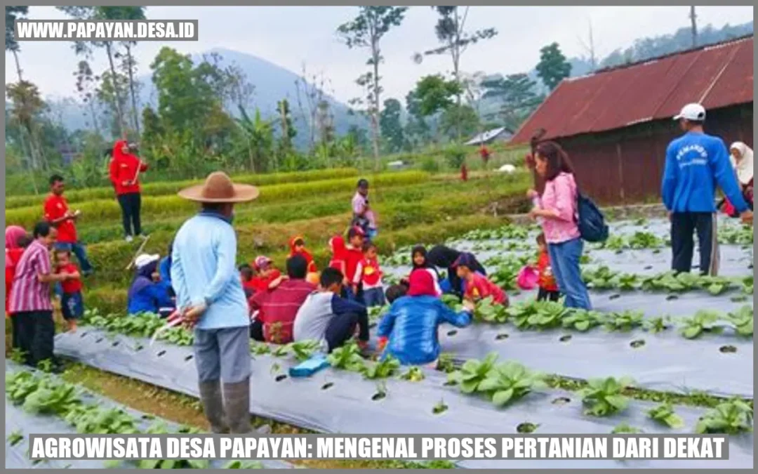 Agrowisata Desa Papayan: Mengenal Proses Pertanian dari Dekat