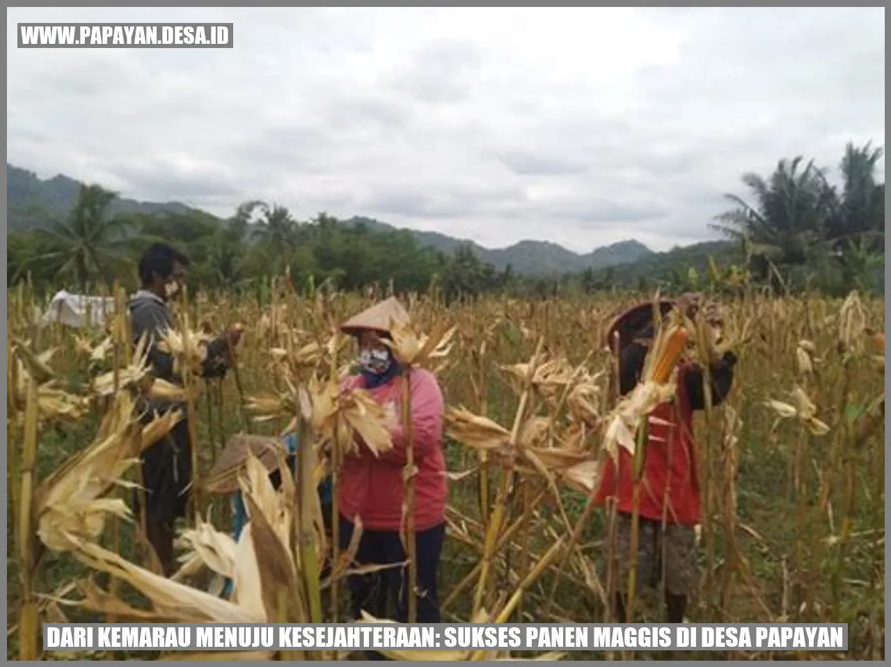 Panen Maggis di Desa Papayan