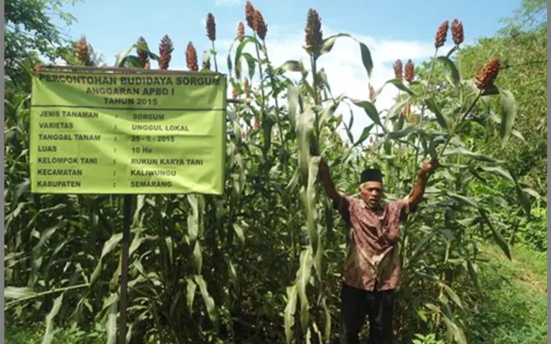 Inovasi Pertanian Lokal: Budidaya Sorgum sebagai Solusi di Agricamp Papayan