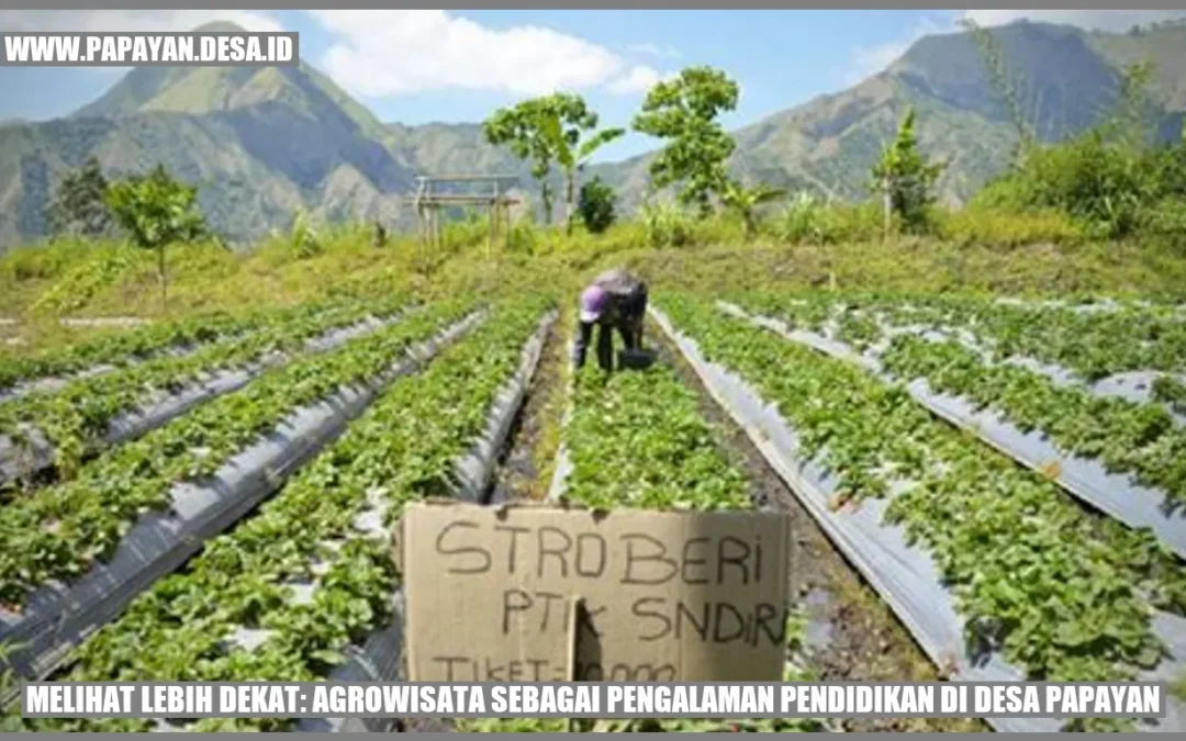 Melihat Lebih Dekat: Agrowisata sebagai Pengalaman Pendidikan di Desa Papayan
