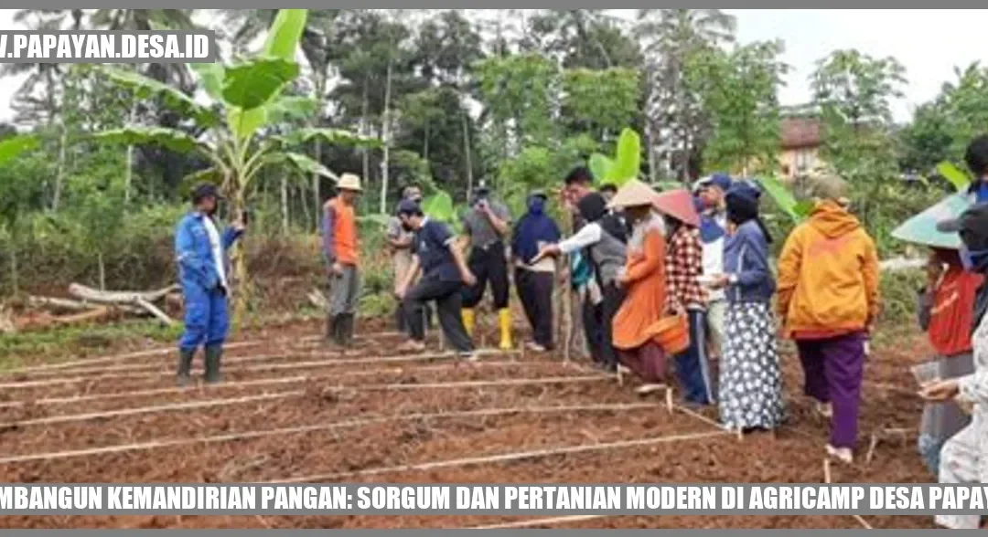 Membangun Kemandirian Pangan: Sorgum dan Pertanian Modern di Agricamp Desa Papayan