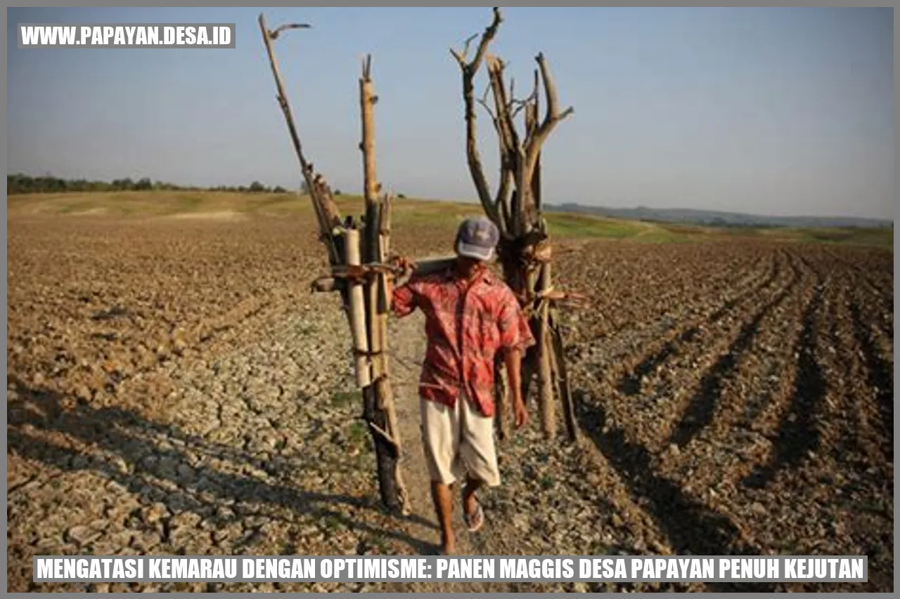 Panen Maggis Desa Papayan