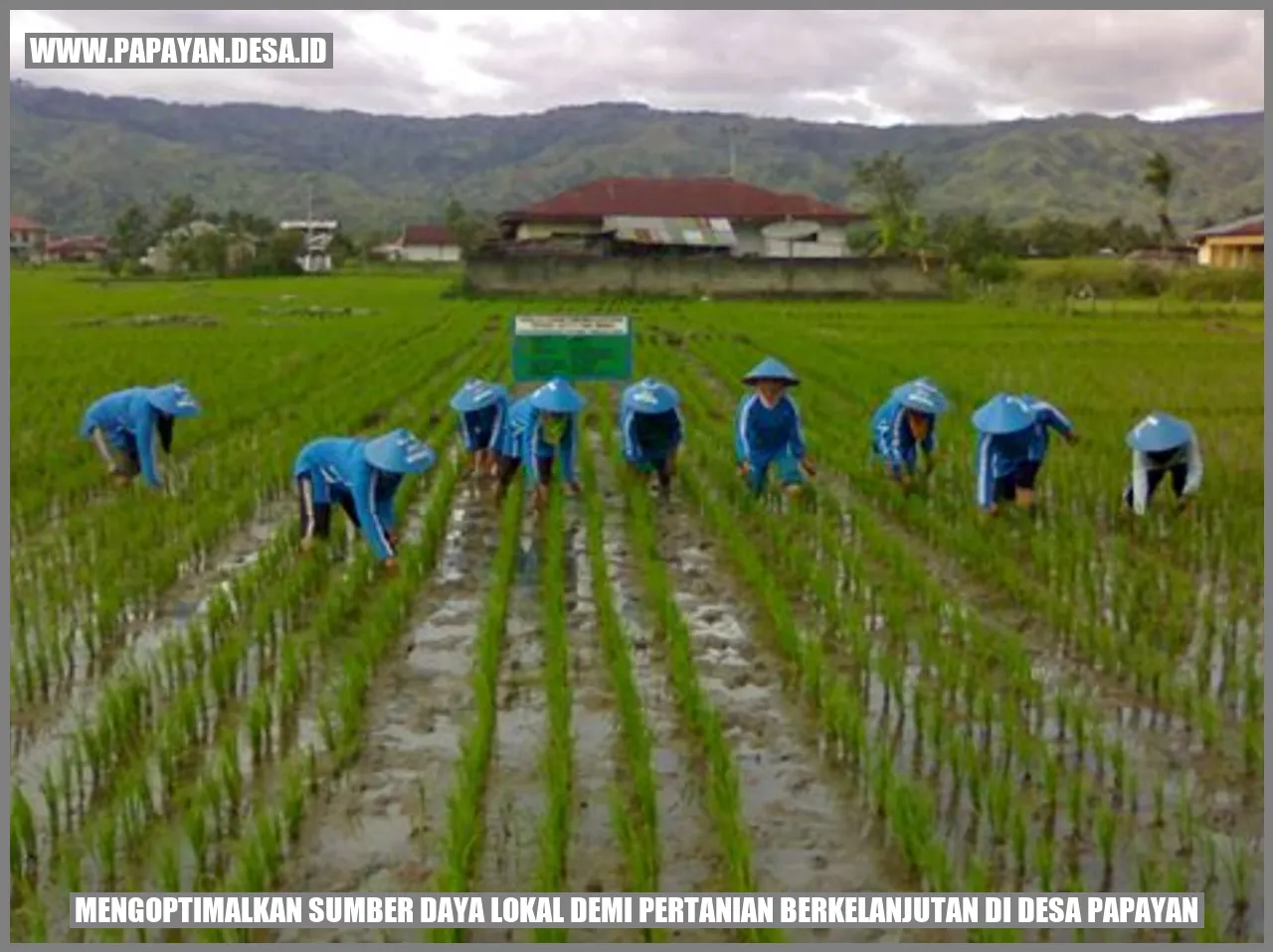 Mengoptimalkan Sumber Daya Lokal demi Pertanian Berkelanjutan di Desa Papayan