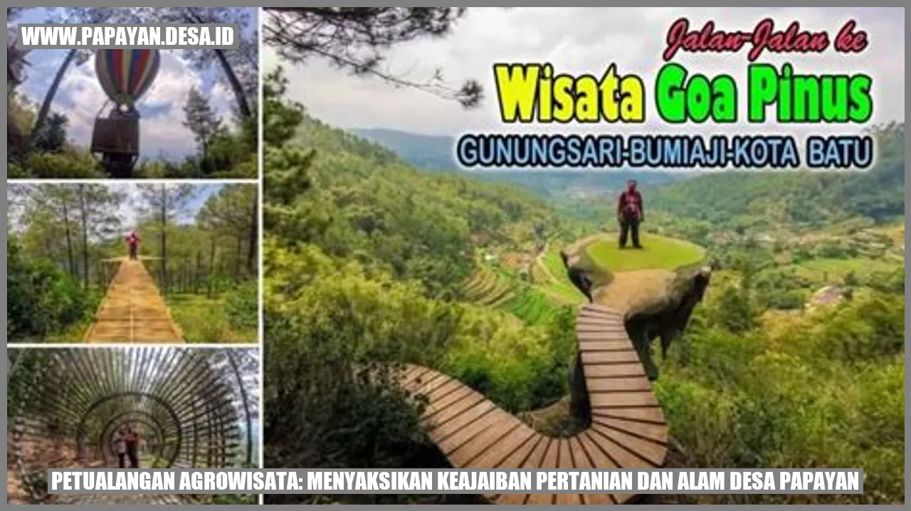 Sawah Pemandangan
