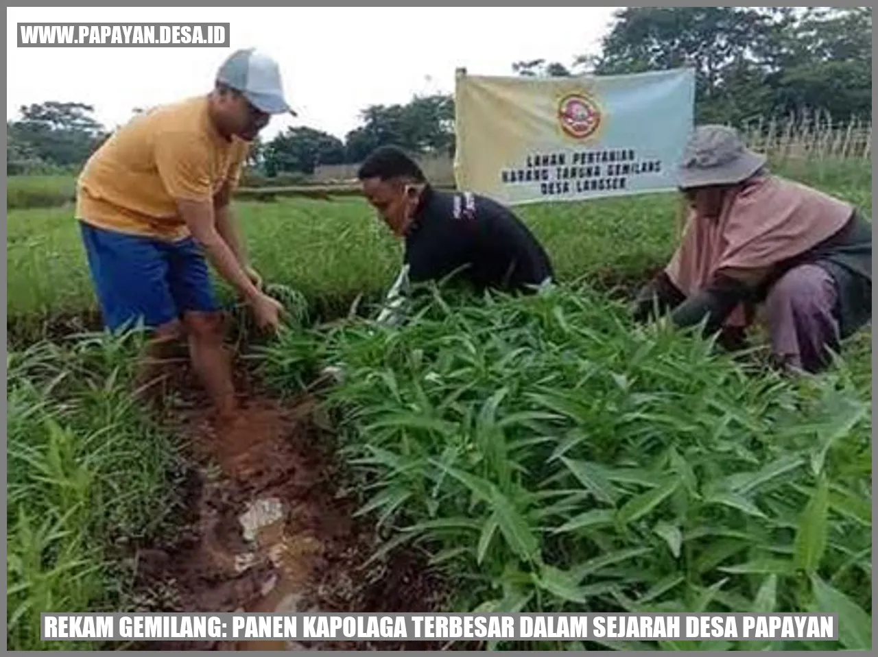 Gambar Rekam Gemilang: Panen Kapolaga